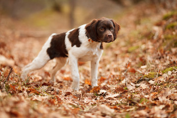 hunting dog epagneul breton on a walk in a beautiful forest