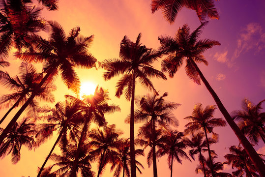 Tropical palm trees silhouettes at sunset light with shining sun.