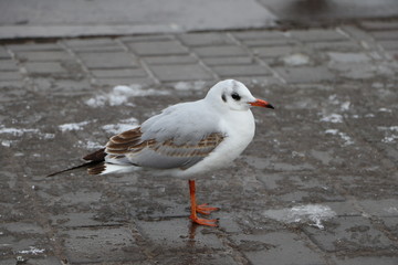 seagull