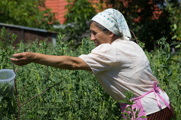 sweet pea harvest