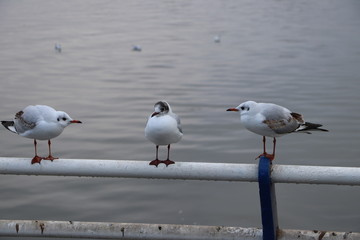 seagull