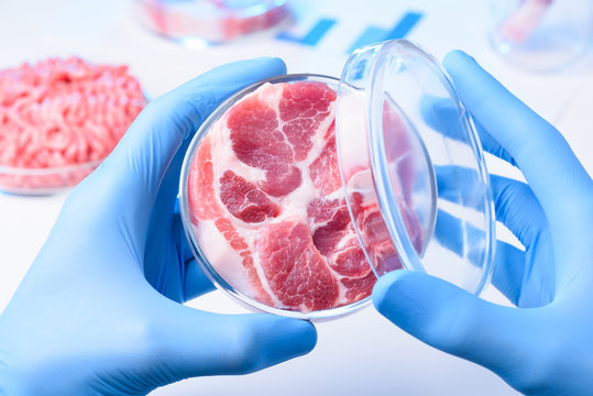 Meat sample in open laboratory Petri dish. Animal cell cultured clean meat concept.