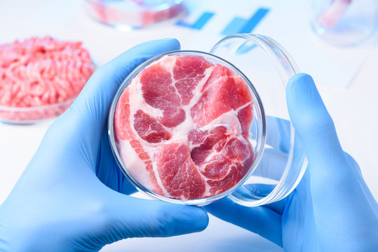 Scientist hold open lab Petri dish with raw meat