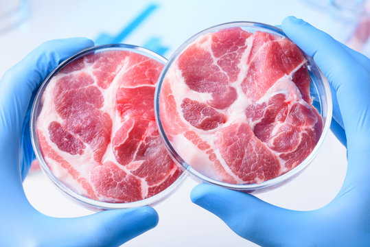 Meat samples comparison in laboratory Petri dish in scientist hands
