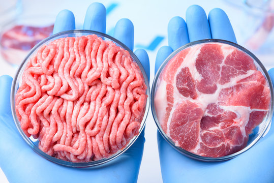 Two raw meat samples one whole one ground in laboratory Petri dishes in scientist hands. Clean meat concept.