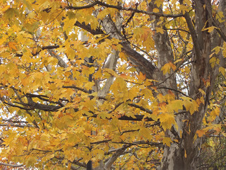 Sycamore tree in fall