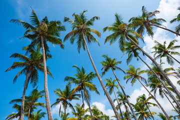 Fototapeta na wymiar Coconut palm trees on a beach