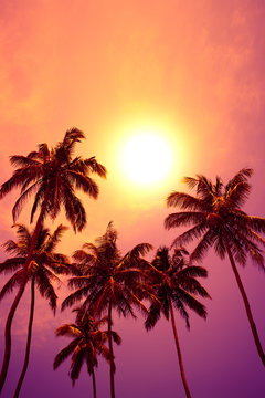 Tropical palm trees at vivid sunset