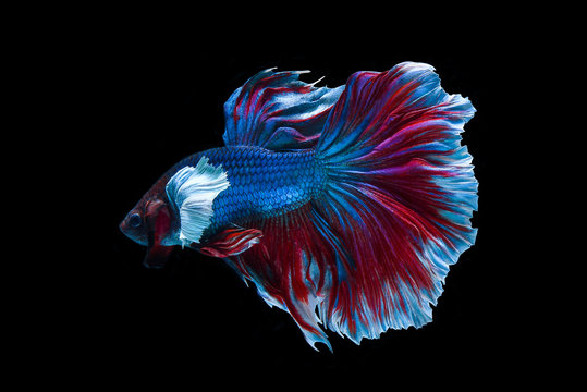 Siamese fighting fish isolated on black background,Halfmoon betta.