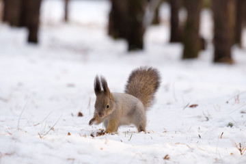 Naklejka na ściany i meble squirrel front legs digging in the snow in search of food, winter forest