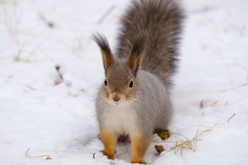 Naklejka na ściany i meble snow squirrel sits and looks right in the frame Russian nature