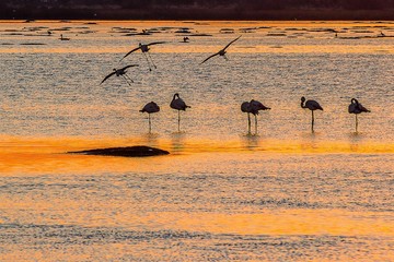 flamand rose a Canet en Roussillon   © lefalherjeanluc