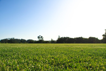 Grassy Field