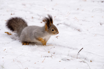sneaking across the snow in search of food a squirrel is gray on white snow winter forest wildlife
