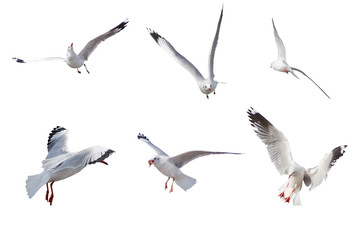Fototapeta premium Set of seagulls flying isolated on a white background