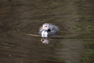 Common Coot chick swimming on lake