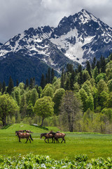 Fototapeta na wymiar Along the meadows in Abkhazia, a herd of horses is walking. Beautiful view of the high mountains, glaciers, greenery.