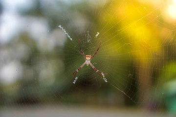 Spiders on bokeh background.