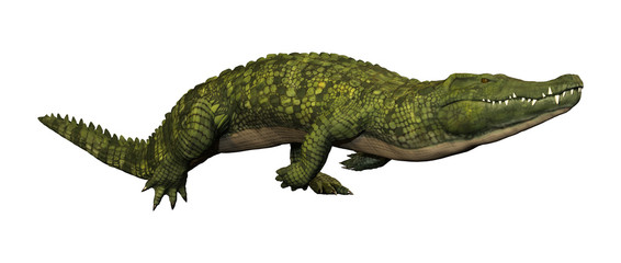 3D Rendering Green Crocodile on White