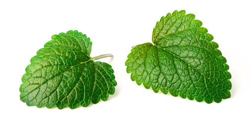 fresh herb, lemon balm isolated on the white
