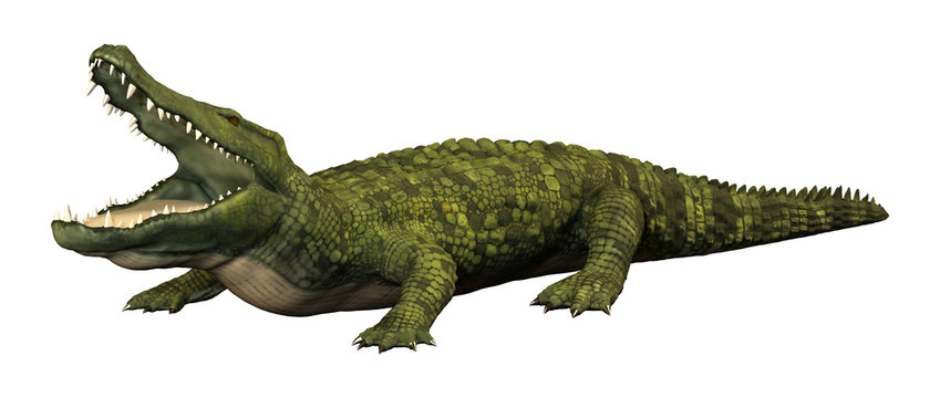 3D Rendering Green Crocodile on White