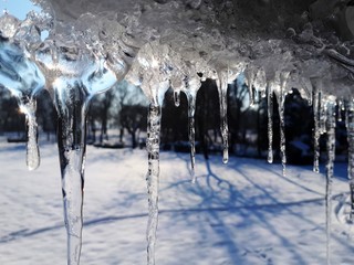 beautiful shiny transparent icicles hang on a clear day
