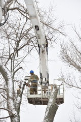 Two working men cut down a large tree in winter using a special rig machine