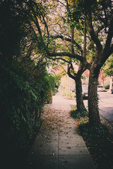 Tree lined path in Autumn