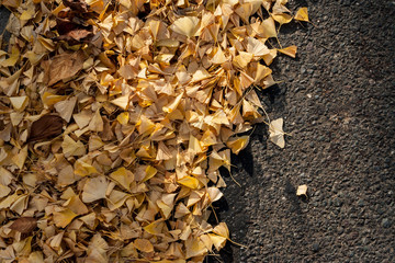 Autumn leave on sidewalk