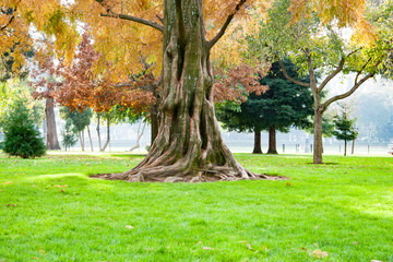 Large tree trunk and roots with park background