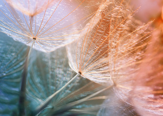 Fototapety  delikatne powietrzne nasiona mniszka lekarskiego rosną na jasnej łące i rozciągają się do słońca