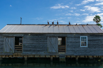 Fototapeta premium USA, Florida, Brown pelicans sitting on roof of a building at the harbor of key west