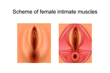 scheme of female intimate muscles - obrazy, fototapety, plakaty