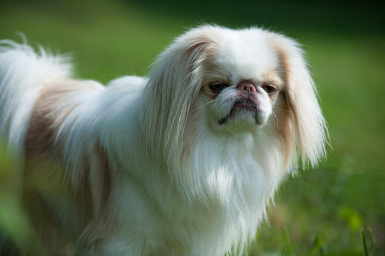 Rare brown Japanese Chin or Japanese Spaniel standing on Meadow.