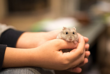 Hands holding with tenderness  a cute little grey hamster