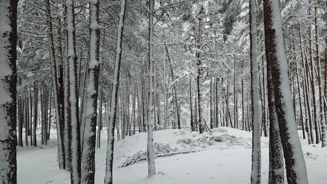 trees in the forest with snow