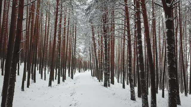 trees in the forest with snow