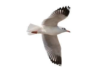 Seagull flying isolated on white background - clipping paths © nuruddean