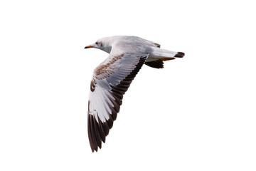 Seagull flying isolated on white background - clipping paths