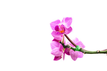 Fototapeta na wymiar Close - up of orchids flowers
