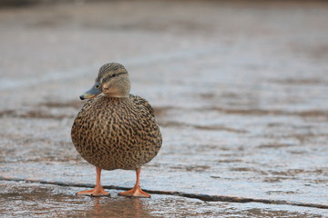 Duck on the granite embankment in winter
