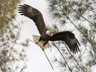 Bald Eagle Flying with Nesting Material