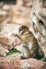 Barbary Macaque monkey, Close up