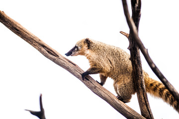 Ring tailed coati,  Nasua nasua, climbing on wood, white background