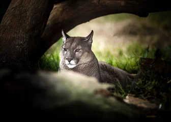 Fotobehang Poema Jonge Puma rust onder de boom, close-up