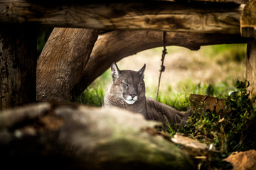 Naklejka premium Młoda Puma odpoczywa pod drzewem, z bliska