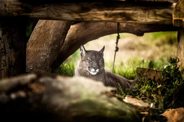 Zelfklevend Fotobehang Poema Jonge Puma rust onder de boom, close-up