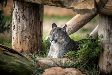 Obraz premium Młoda Puma odpoczywa pod drzewem, z bliska