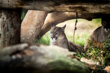 Fototapeta premium Młoda Puma odpoczywa pod drzewem, z bliska