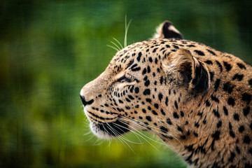 Persian Leopard, close up Face Portrait